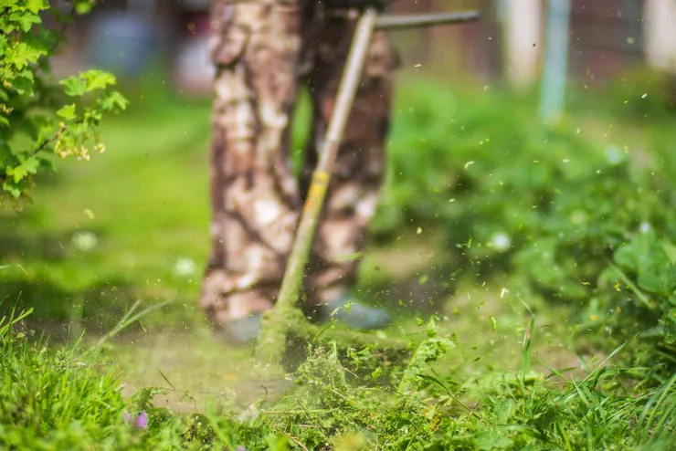 Lawn Care Freshly cut green lawn beside established landscape beds